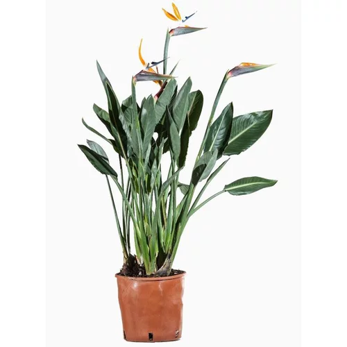 Strelitzia (Oiseau de paradis) en pot de 5 L orange