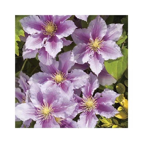 CLEMATITE PIILU. Le pot de 3 litres