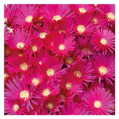 Ficoïde orange ou Lampranthe à fleurs multicolores - Le pot Ø 13 cm