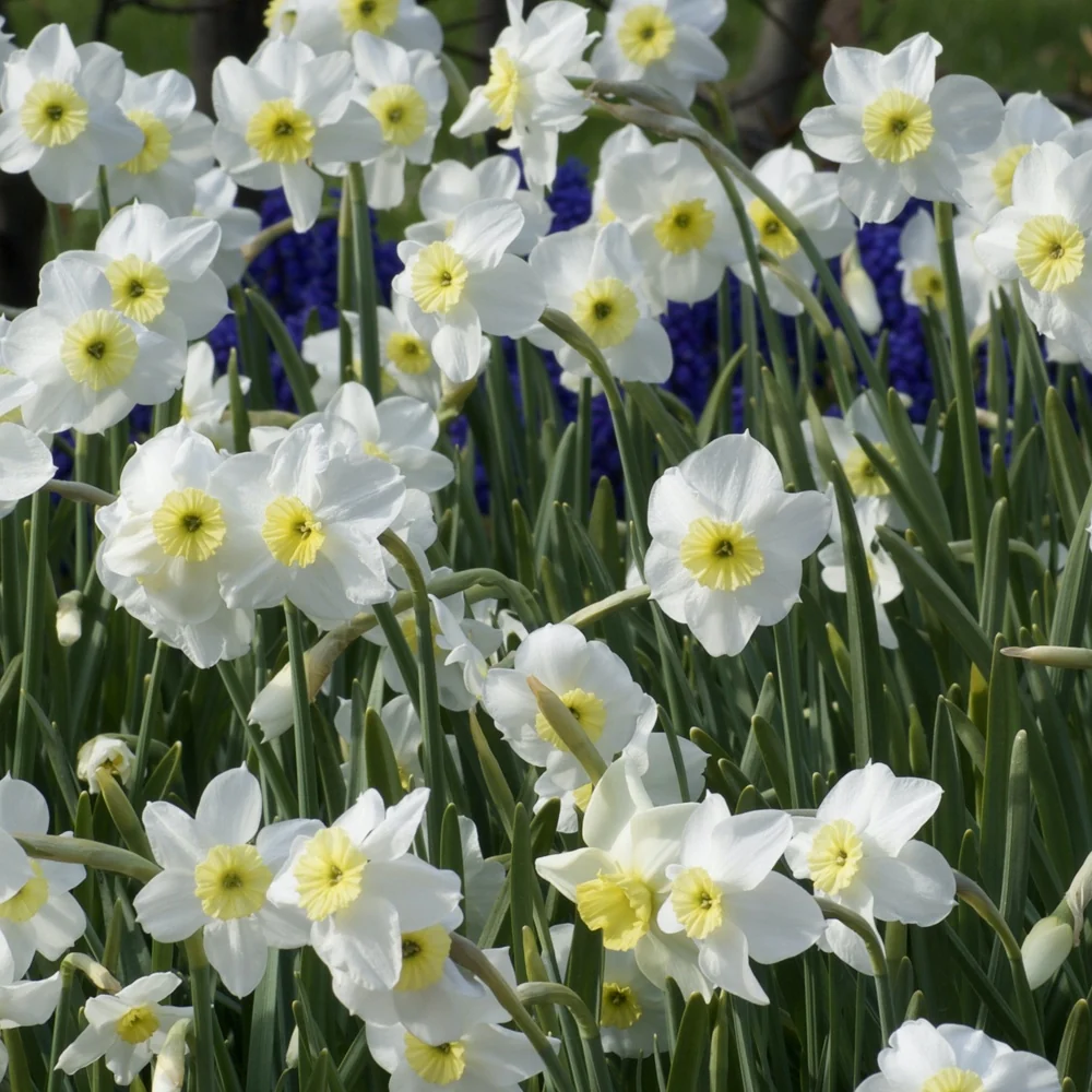 7 Narcisses Segovia Narcissus 'segovia'