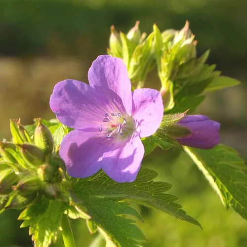 Géranium vivace à fleurs multicolores - Le pot de 2 litres