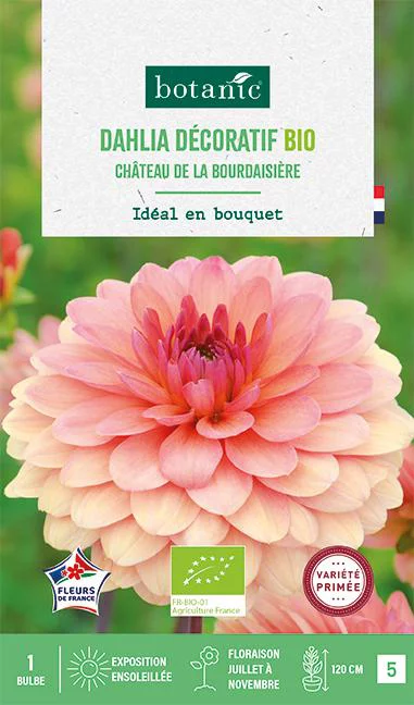 Bulbe de fleurs Dahlia décoratif Château de la Bourdaisière bio botanic® - 1 bulbe