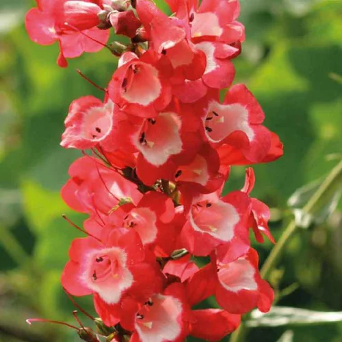 Penstemon rouge Gorge blanche - Le pot de 9 x 9 cm