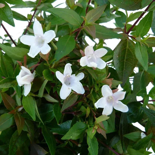 Abélia Grandiflora. Le pot de 7,5 litres