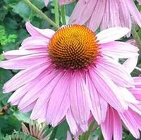 Echinacea Purpurea - Le pot de 2 litres