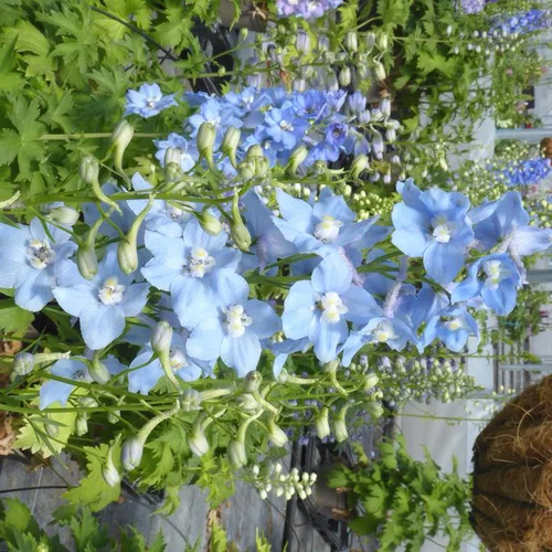 Delphinium Blue Fountains Varié - Le pot de 7,5 litres