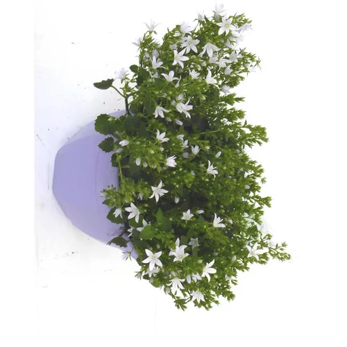 Campanule Addenda - La coupe de 20 cm