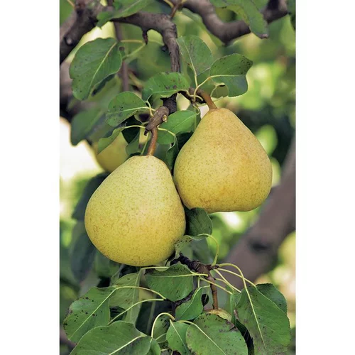 Poirier Delbardelice ® Delété Bio. Le pot de 12 litres forme gobelet
