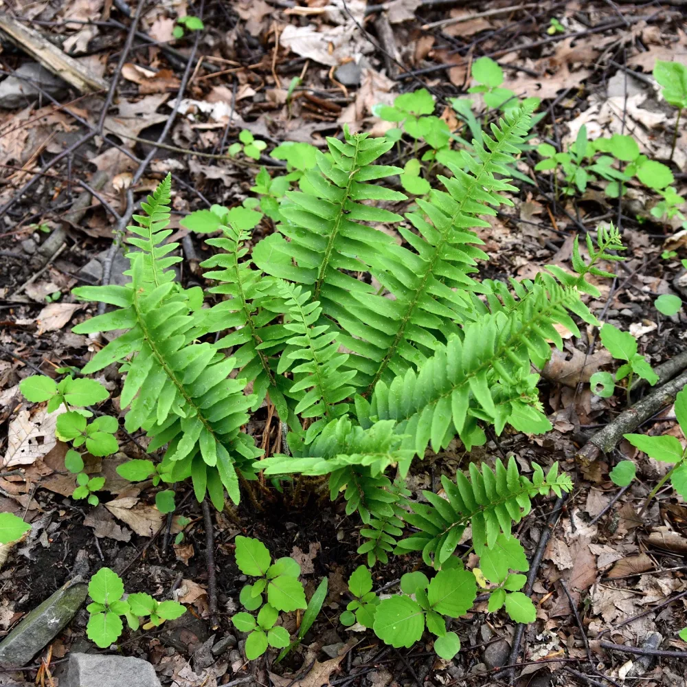 Fougère de Noël Polystichum acrostichoides