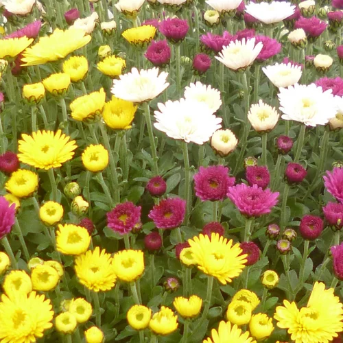 Chrysanthème multifleurs coloris variés. Le pot de 2,5 litres