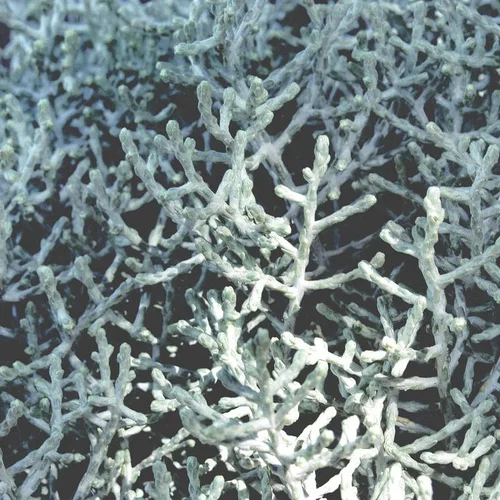Calocephalus Brownii - Le pot de 4 litres