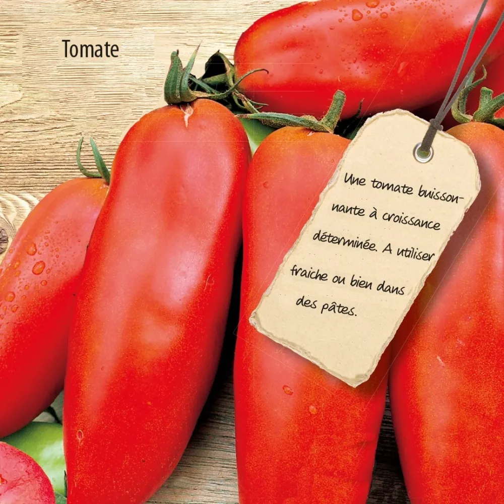 Tomate Wendy F1 Lycopersicon lycopersicum wendy f1