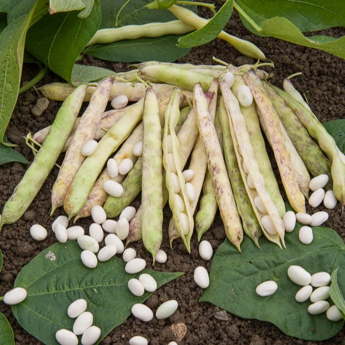Haricot nain à écosser Cocagne Phaseolus vulgaris cocagne