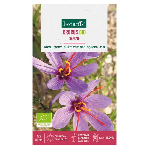 Bulbes de fleurs Crocus safran bio mauve botanic® - 7 bulbes