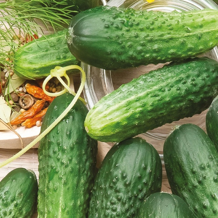Cornichon Hokus Bio Cucumis sativus hokus