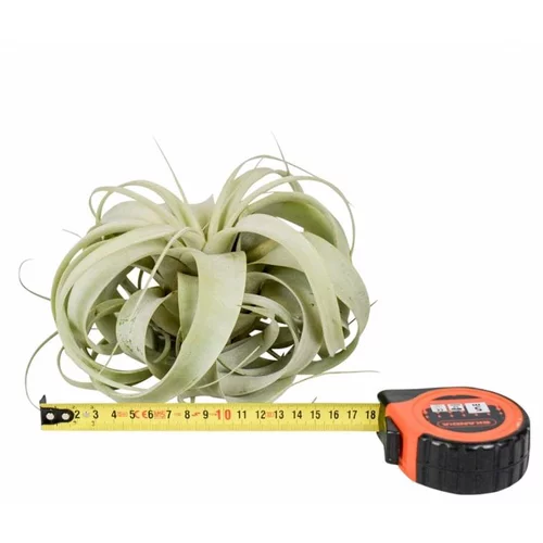 Tillandsia xerographica vert Ø 18 cm