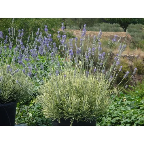 Lavande Platinum Blonde. Le pot de 4 litres