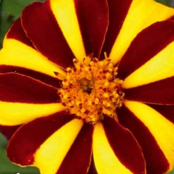 Oeillet d'Inde nain simple Mr. Majestic Tagetes patula nana mr. majestic