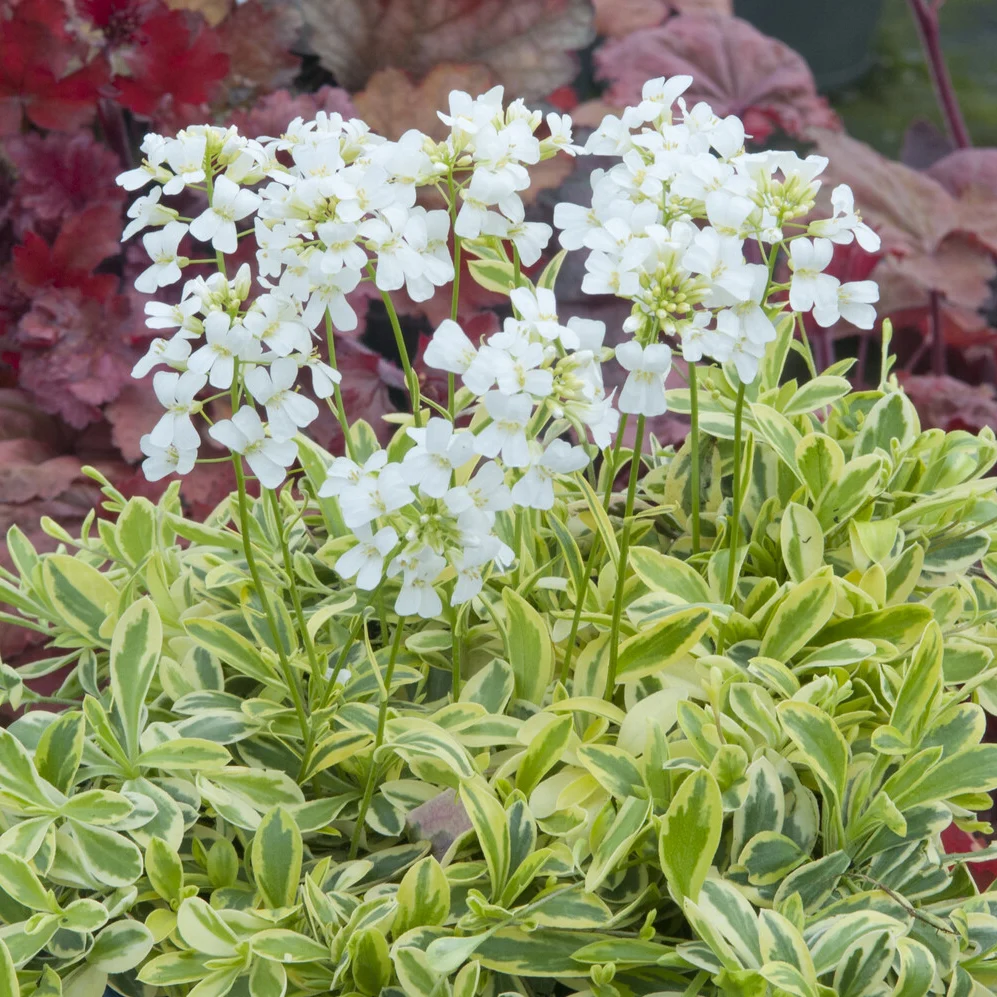 Arabette rampante Old Gold Arabis ferdinandi-coburgii Old Gold