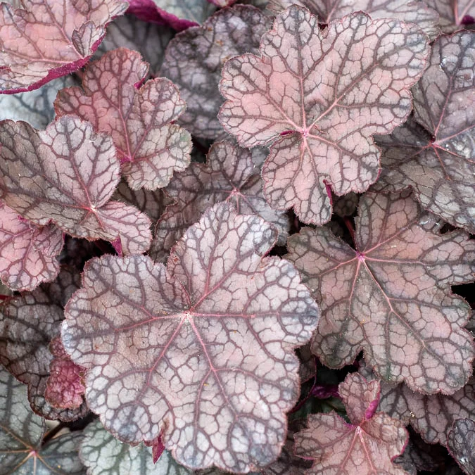 Heuchère Cascade Dawn Heuchera cascade dawn