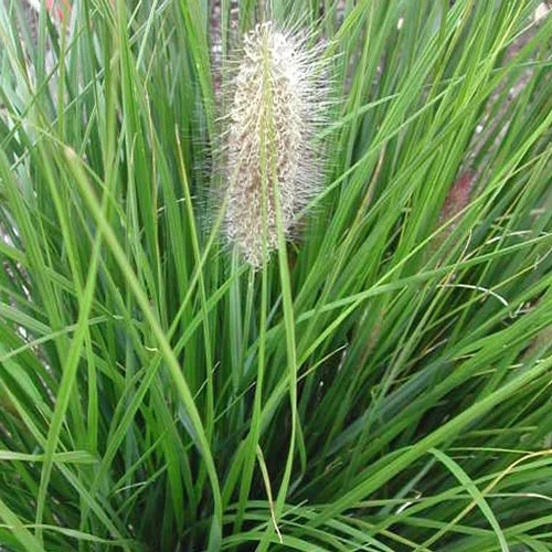 Pennisetum aux écouvillons Hameln - Le pot de 2 litres