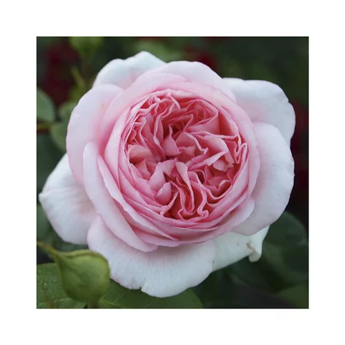 Rosier bobino coloris rose parfum fruité. Le pot de 3 litres