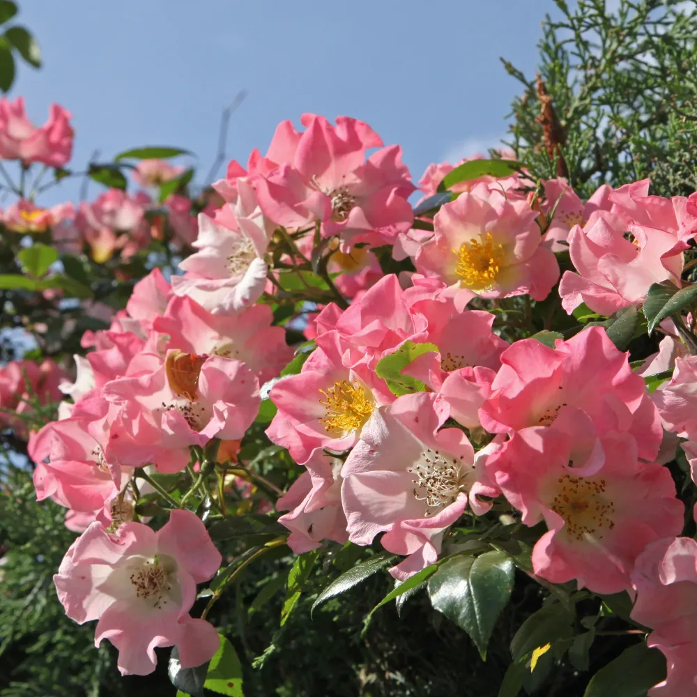 Rosier liane Kew Rambler Rosa Kew Rambler