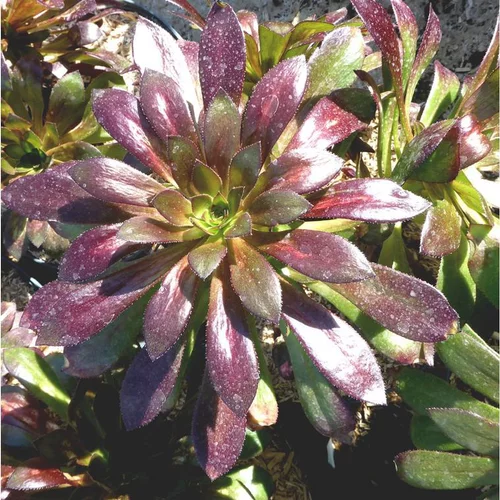 Aeonium varie vert et rouge - Le pot de 3 litres