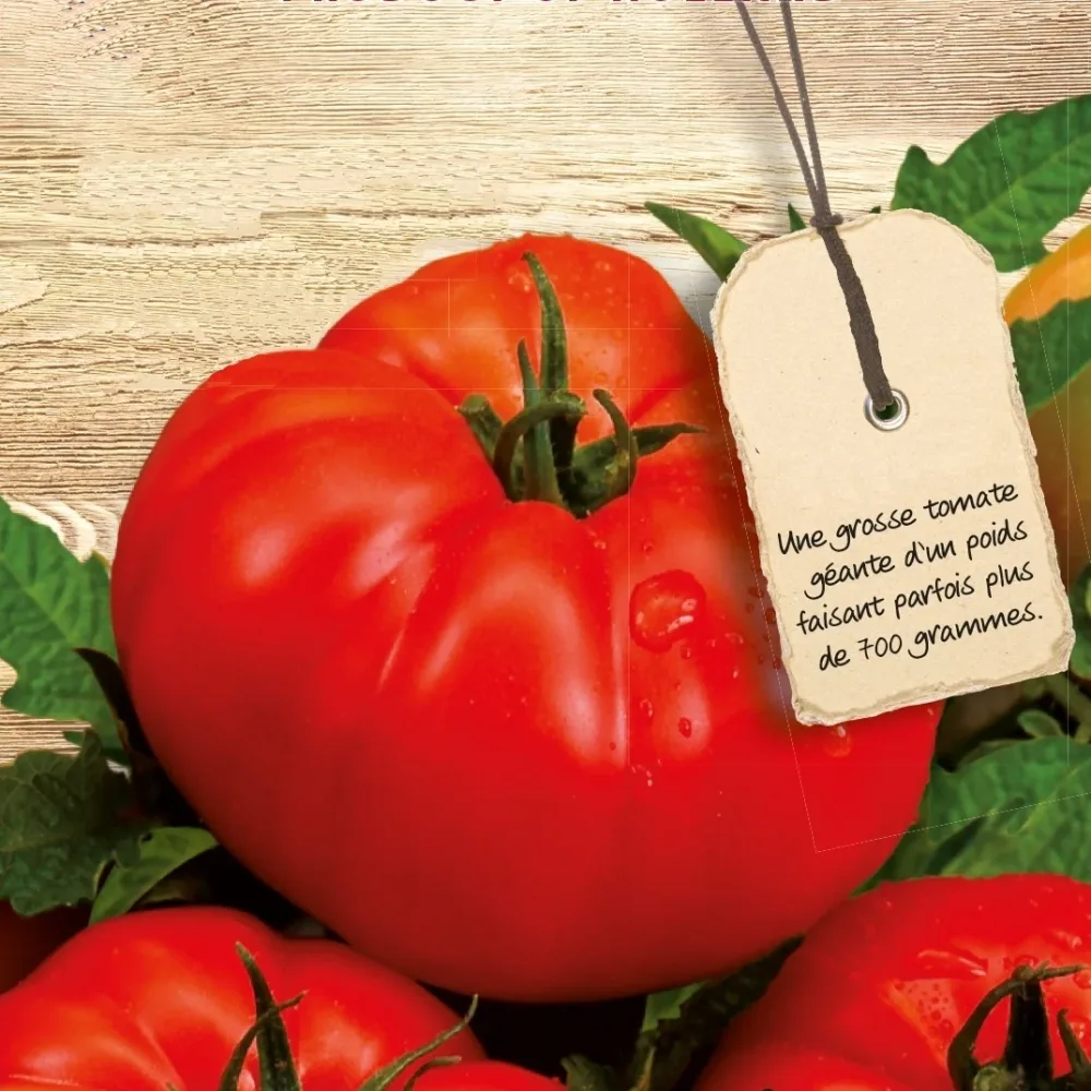 Tomate Supersteak F1 Lycopersicon lycopersicum