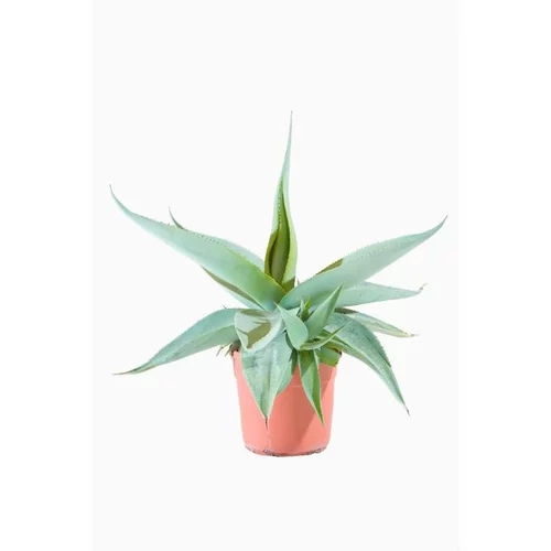 Agave variée. Le pot de 18 litres