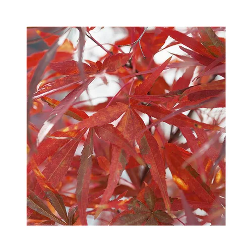 Erable du Japon (ACER PALMATUM ATROLINEARE ) Le pot de 7 litres