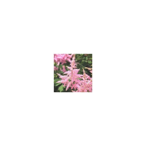 Astilbe - Le pot de 2 litres