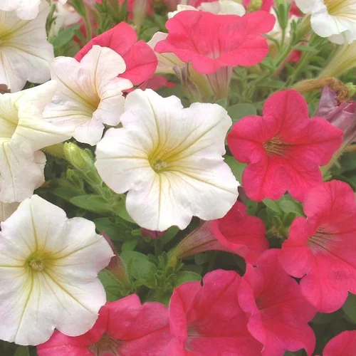 Pétunia - La barquette de 10 plants de 7 cm