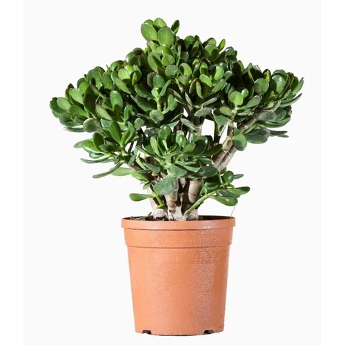 Crassula Portulacea (arbre de Jade) en pot de 1 L vert