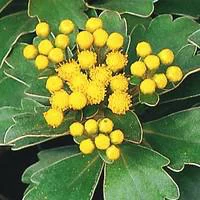 Ajania Pacifica - Le pot de 10,5 cm