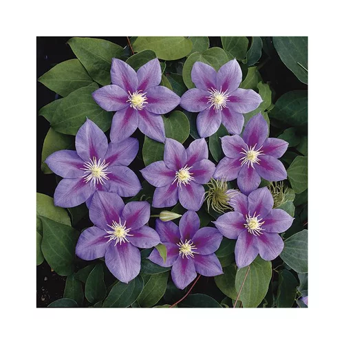 CLEMATITE BARBARA JACKMANN. Le pot de 3 litres