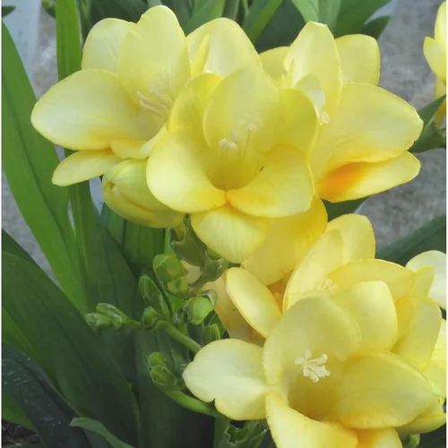 Freesia ou Muguet du Cap à fleurs multicolores - Le pot Ø 18 cm
