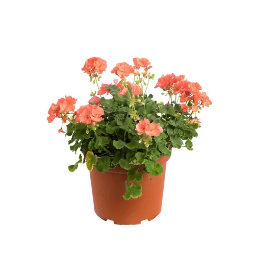 Géranium zonale multicolore. Le pot de 5 litres
