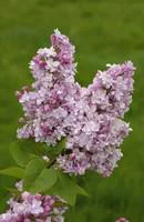 Lilas varié (Syringa Vulgaris). Le pot de 5 litres