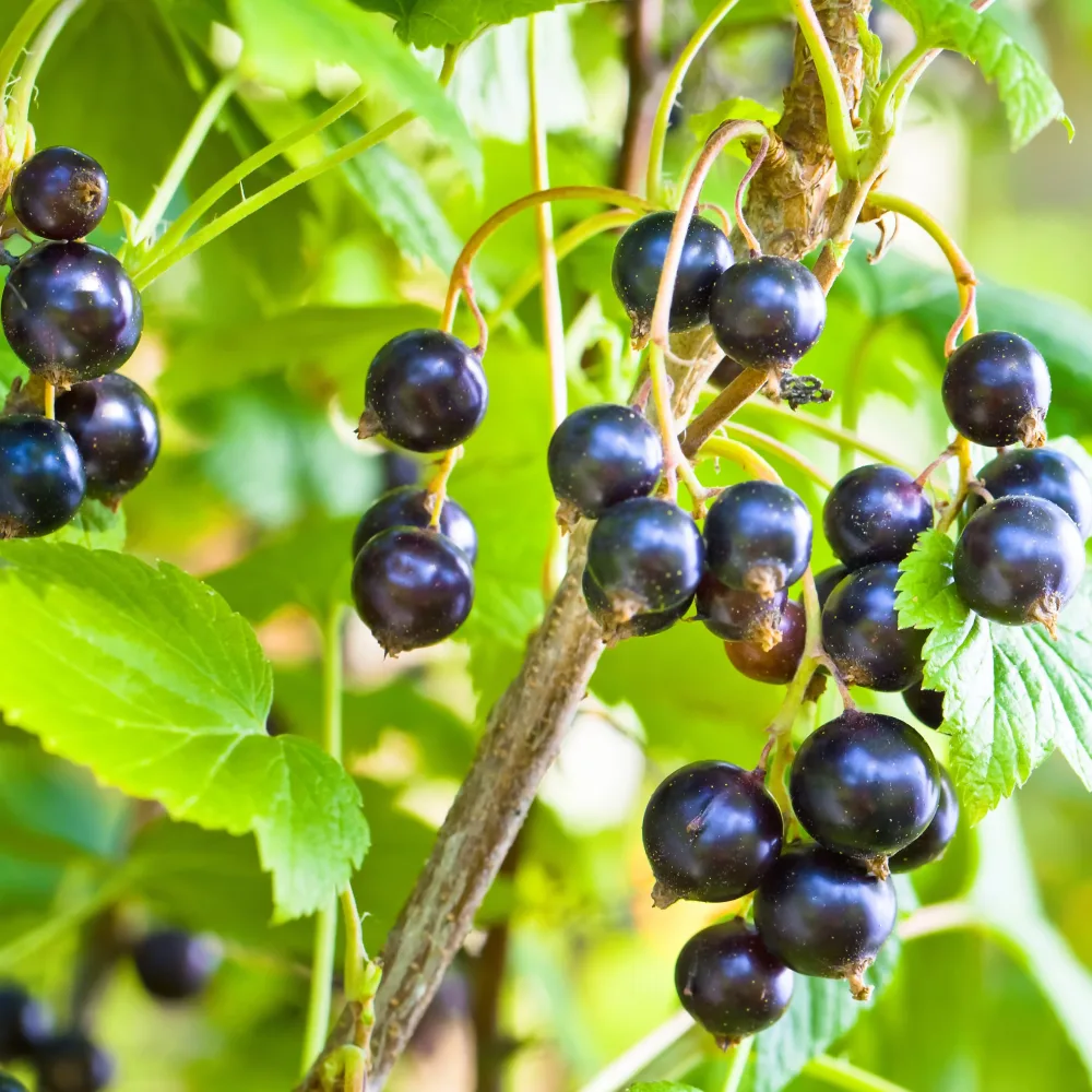 Cassissier à gros fruits Andega Ribes nigrum 'andega'
