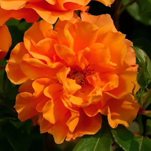 Pivoine Arbustive Jaune. Le pot de 5 litres