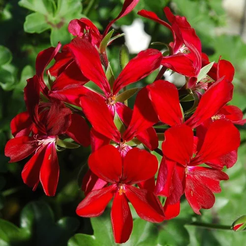 Géranium Lierre Simple à fleurs multicolores - Le pack de 6 plants