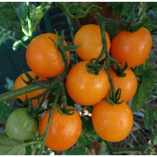 Tomate cerise jaune ronde | Semences bio et reproductibles