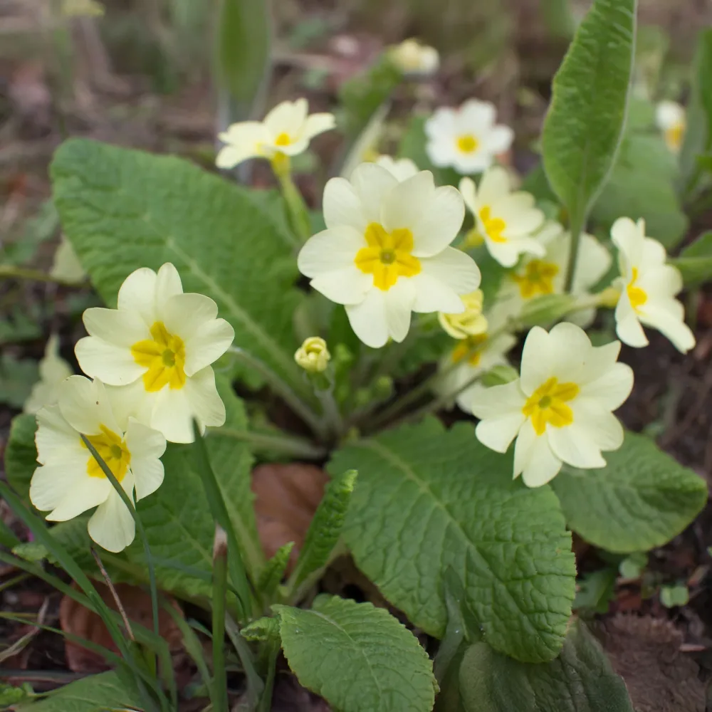 Primevère des jardins Primula vulgaris