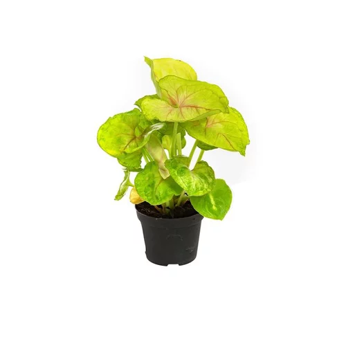 Syngonium
