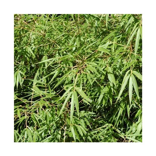 Bambou Fargesia Rufa vert en pot de 3 L
