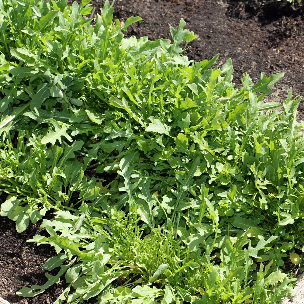 Roquette sauvage Sylvetta - Wild Rocket Diplotaxis selvatica sylvetta