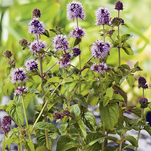 Menthe aquatique pot de 3 litres