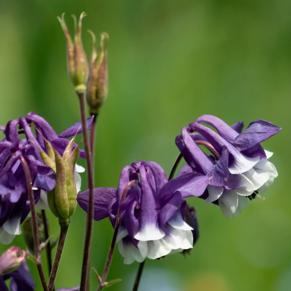 Ancolie des jardins Winky Double Blue & White Aquilegia vulgaris Winky Double Blue & White