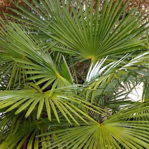 Trachycarpus Fortunei (palmier chanvre) 2 vert